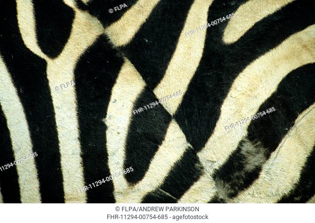 Burchell's Zebra Equus burchellii stripes, irregular pattern probably the result of healed injury, Moremi Game Reserve, Botswana