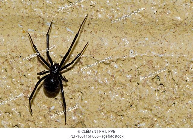 Western black widow spider / western widow (Latrodectus hesperus) female on wall, native to western North America