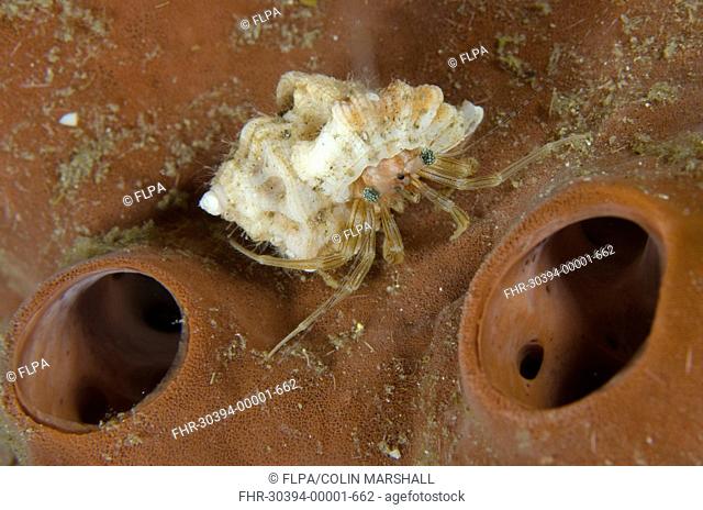 Tiny Hermit Crab (Pagurixus rubrovittatus) adult, resting on sponge, Lembeh Straits, Sulawesi, Sunda Islands, Indonesia, January