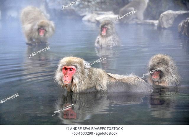 Japanese macaques, Macaca fuscata, take a bath inside a natural thermal spring, Jigokudani Monkey Park, Joshinetsu Kogen National Park Yamanouchi, Shimotakai