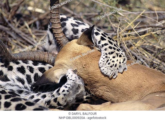 LEOPARD suffocating Impala prey Panthera pardus Savuti Area, Chobe Natl Park, Botswana