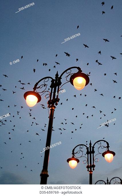 Street light and bird swarm, Sultan Abdul Samad Building, Jalan Raja, Kuala Lumpur, Selangor, Malaysia, Asia