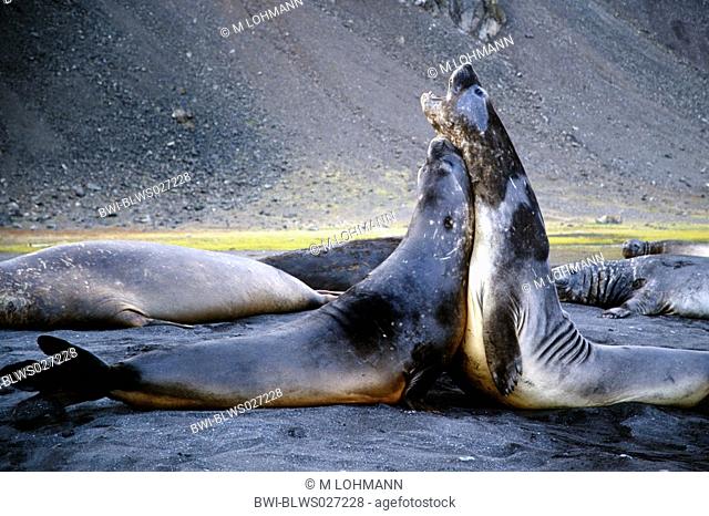 southern elephant seal Mirounga leonina, two animals in a colony vis Ó vis, threatening each other, Antarctica