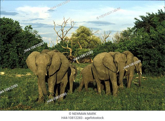 Africa, n elephant, animal, animals, Botswana, elephant, herd, Linyanti Swamp