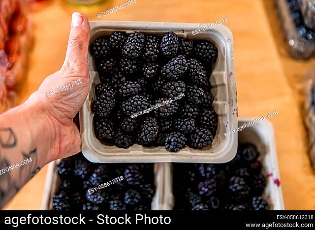Man's hand holding a square cardboard container filled with beautiful blue raspberries. Ripe and delicious fresh fruit. Blurry background