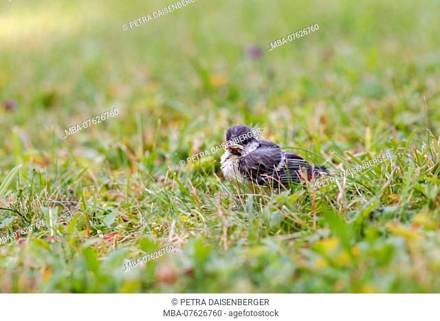 A great tit chick (Paridae) resting from his first flight attempts on the meadow