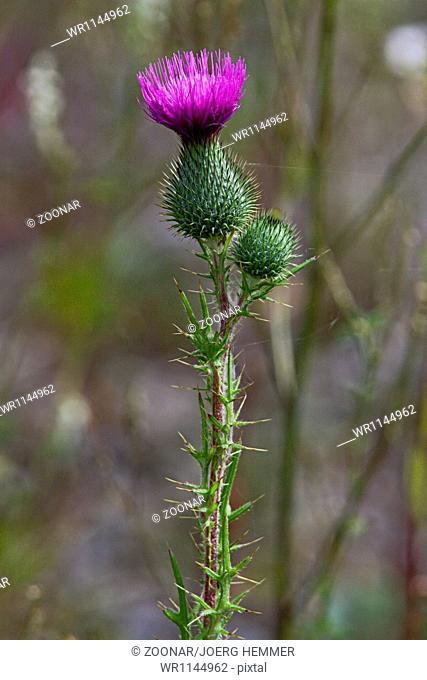 Carduus acanthoides, Spiny Plumeless Thistle