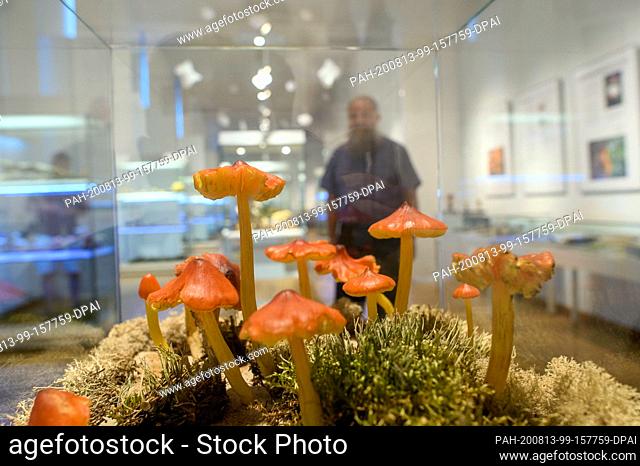 13 August 2020, Saxony-Anhalt, Magdeburg: Casts of dune saplings can be seen in the Natural History Museum in the exhibition ""Mushrooms - Networkers of...