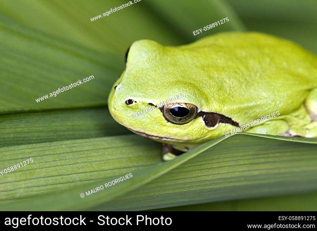 Close up view of a Mediterranean Tree Frog (Hyla meridionalis) on a leaf