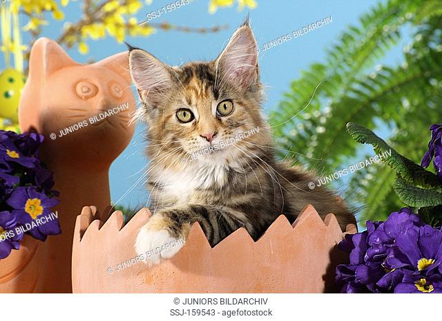Maine Coon cat in a flower pot - portrait