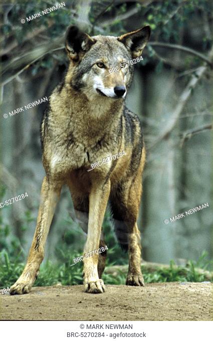 , Red Wolf Canis Rufus