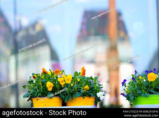 23 February 2021, Hessen, Darmstadt: Spring bloomers stand on the Luisenplatz. The backdrop of the central square is reflected in the window of the flower shop