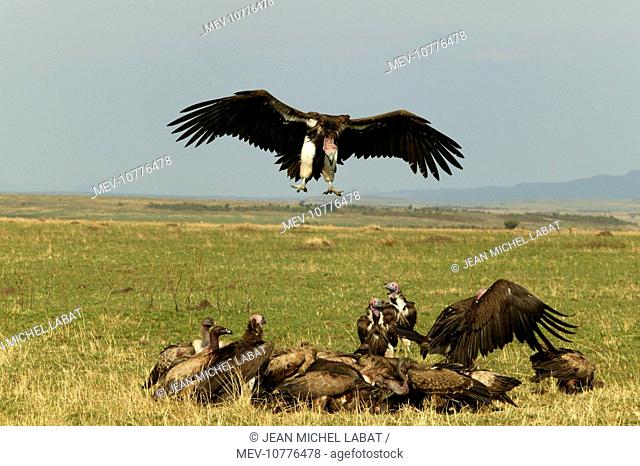 Lappet-faced / Nubian Vultures - Vulture landing near group (Torgos tracheliotus)
