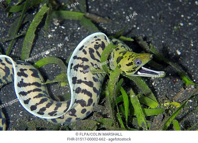 Fimbriated Moray Eel (Gymnothorax fimbriatus) adult, with mouth open, amongst eelgrass on black sand at night, Lembeh Straits, Sulawesi, Greater Sunda Islands