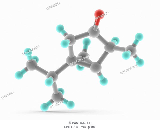 Thujone, molecular model. Organic compound with menthol odour found in the spirit absinthe. Thujone acts as a GABA-A receptor antagonist