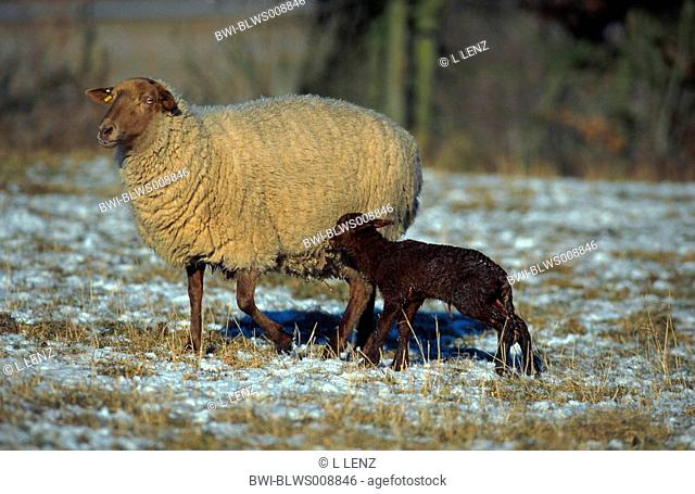 domestic sheep Ovis ammon f. aries, sheep with lamb
