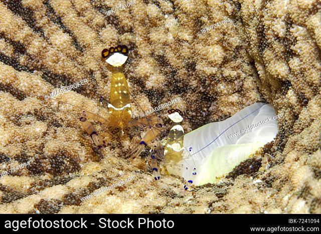 Pair of mate shrimps (Periclimenes brevicarpalus), juvenile form, at the mouth of sticky anemone (Cryptodendrum adhaesivum), Banda Sea, Pacific Ocean, Saparua