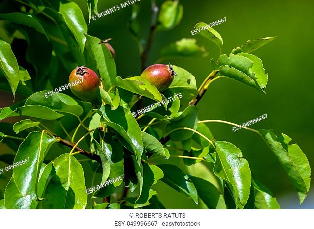 Little pears on tree branch. Unripe pears on tree. Pears in garden. Summer fruits in Latvia