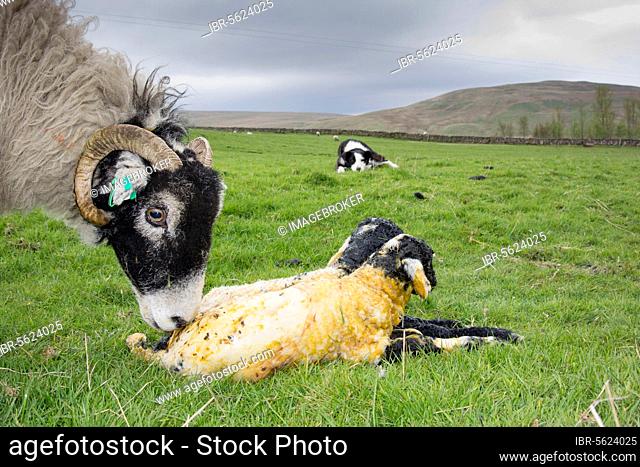 Domestic Sheep, Swaledale ewe, licking newborn twin lambs in pasture, with Domestic Dog, Border Collie, working sheepdog, watching in background, Cumbria