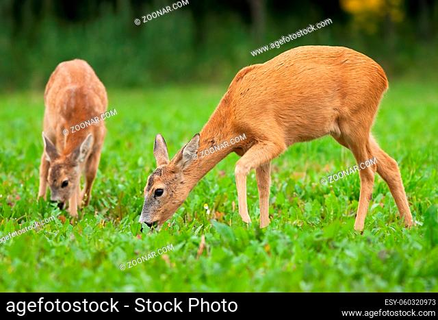 Two roe deer, capreolus capreolus, grazing on meadow in summertime nature. Pair of female mammals feeding on grass from side