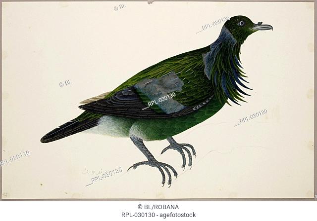 An immature Nicobar Pigeon 'Caloenas Nicobarica'. From an album of 51 drawings of birds and mammals made at Bencoolen, Sumatra, for Sir Stamford Raffles