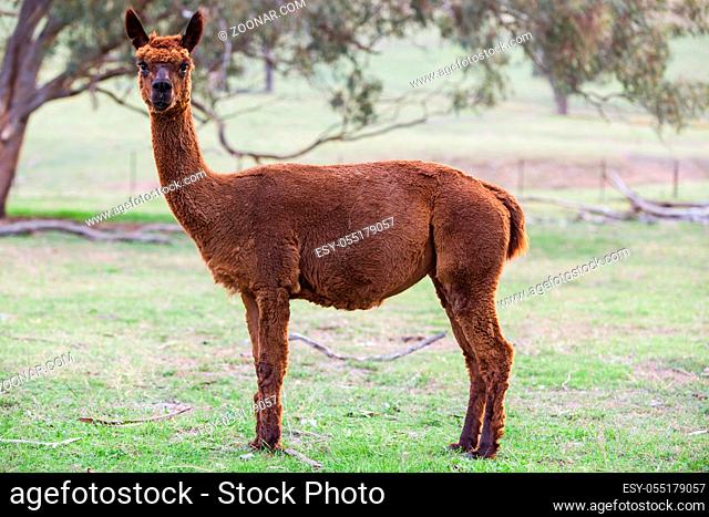 A curious alpaca stands in a field near Gundagai, New South Wales, Australia