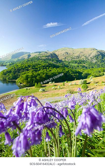 Bluebells above Grasmere in the Lake District UK