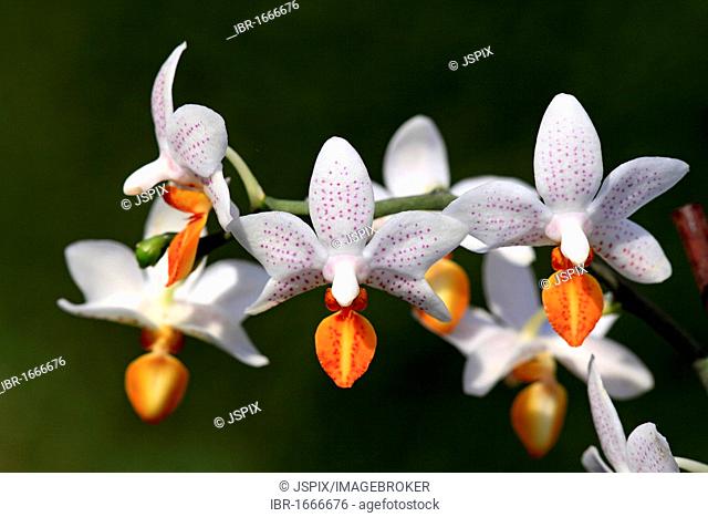 Mini Mark Orchids, flowers, Germany, Europe