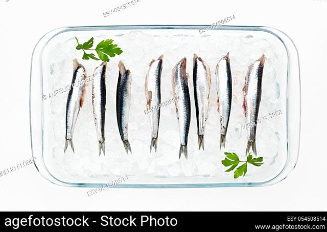 The bocarte or boqueron. es is a blue fish about 15-20 cm long (adult size), with a high commercial value, and which is captured primarily for human consumption
