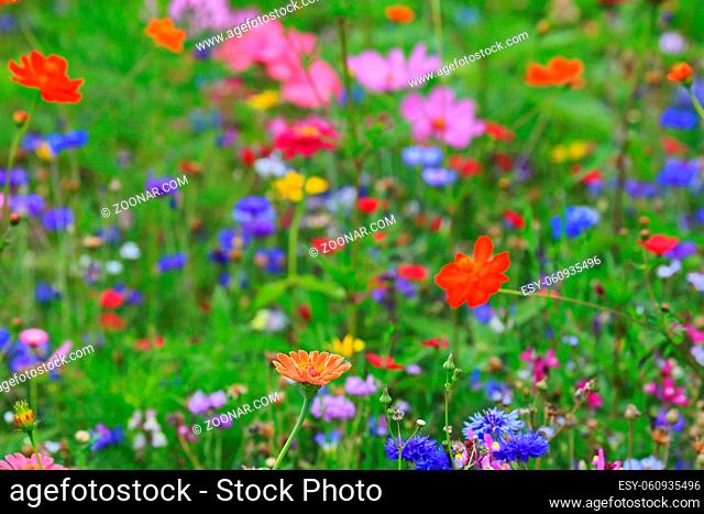 Farbenfrohe Blumenwiese in der Grundfarbe grün mit verschiedenen Wildblumen