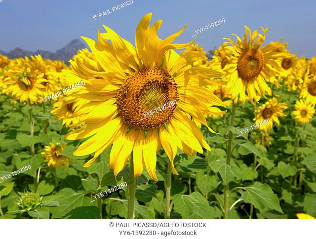 sunflower field , sunflower fields of lopburi , central Thailand