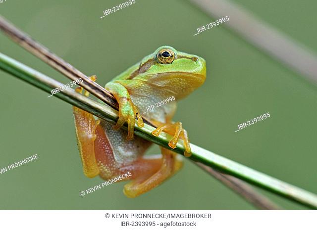 European Tree Frog (Hyla arborea), near Leipzig, Saxony, Germany, Europe