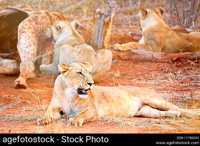 Löwinnen am Kadaver einer getöteten Giraffe, Südafrika - lionesses at a carcass of a dead giraffe, South Africa
