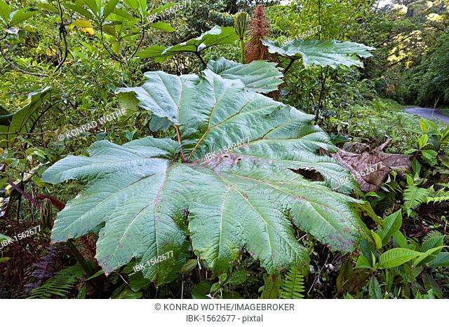 Gunnera (Gunnera insignis) in mountain rainforest of Tapanti National Park, Costa Rica, Central America