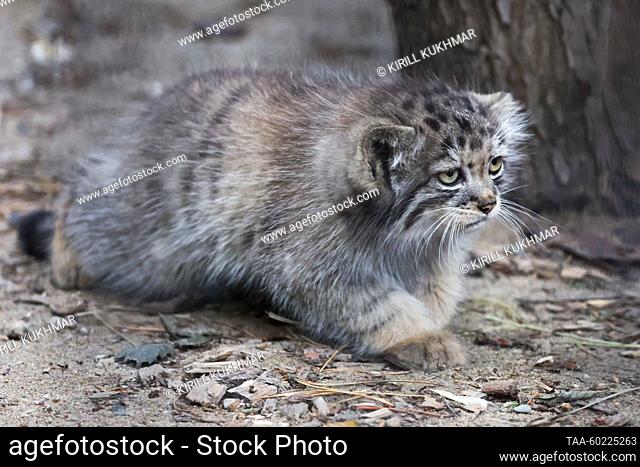 RUSSIA, NOVOSIBIRSK - JULIO 3, 2023: Un manul manul gatito de dos meses en el zoológico de Novosibirsk. Manuls Achi y Yeva (no representado) dieron a luz cinco...