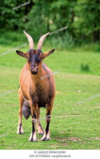 Goat in a clearing in the wild