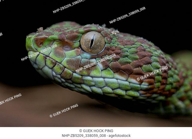 Close-up profile shot of a Beautiful Pit Viper (Trimeresurus venustus), Krabi, Thailand