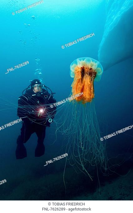 Lion's mane jellyfish (Cyanea capillata) with diver, near Kulusuk, Greenland, underwater shot