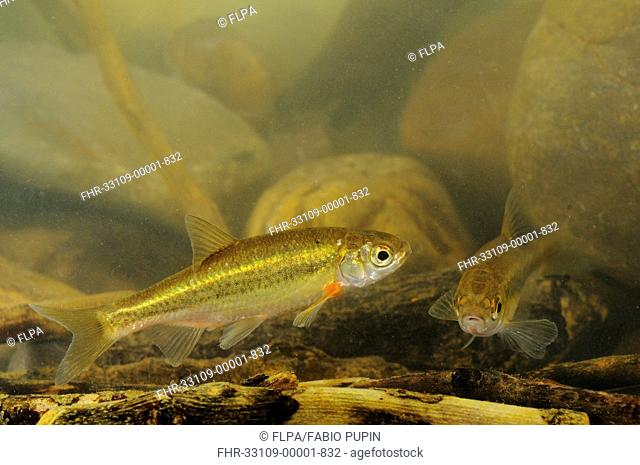 Vairone Telestes muticellus two adults, swimming, Italy, august