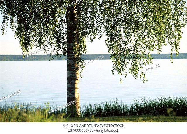 Birch tree and lake