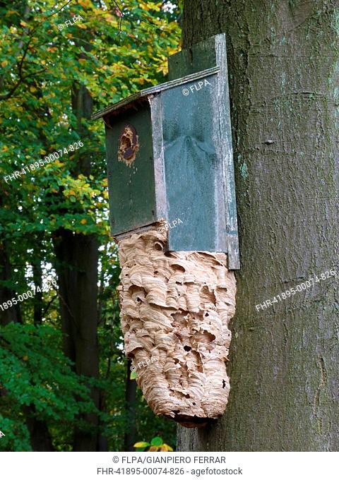 European Hornet Vespa crabro nest, on birdbox fixed to tree trunk in woodland, Leicestershire, England, october