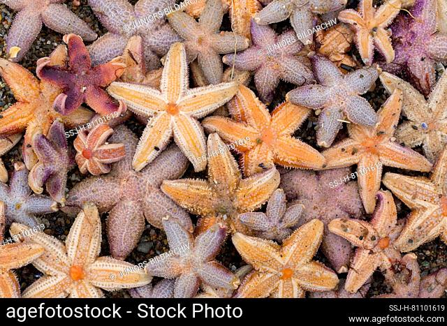 Common Starfish, Common European Seastar (Asterias rubens). Dead starfishes on a beach, Schleswig-Holstein, Germany