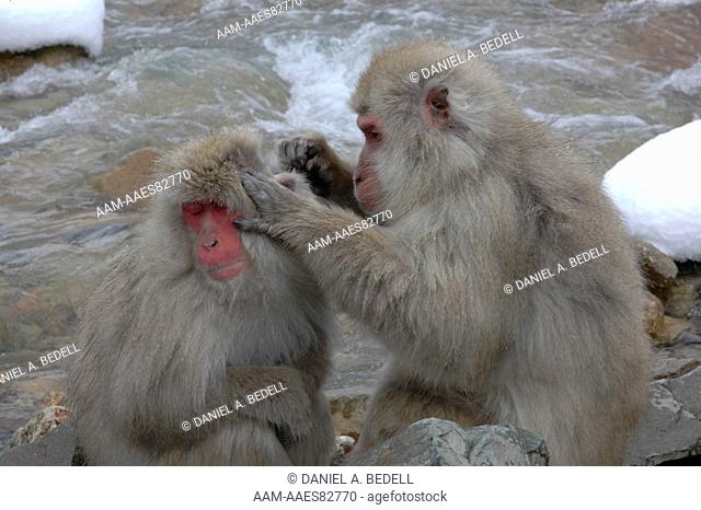 Japanese Macaques, or Snow Monkeys, Grooming Near River (Macaca fuscata) Nagano, Japan digital capture