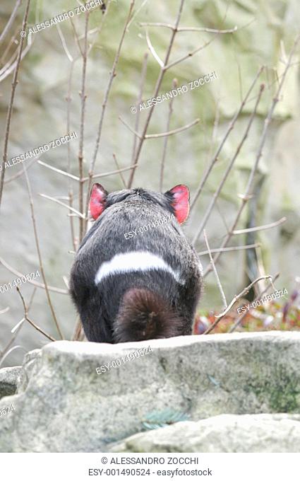 Rare Tasmanian devil Sarcophilus harrisii