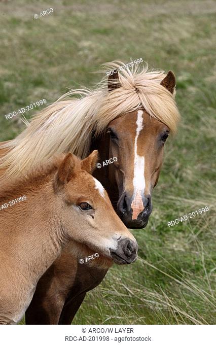 Islandic Horses, mare with foal, Iceland