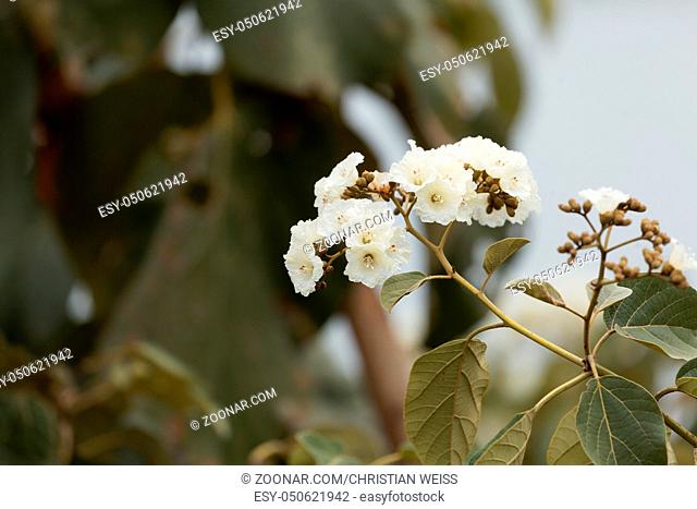 Flowers of Sudan Teak (Cordia africana)