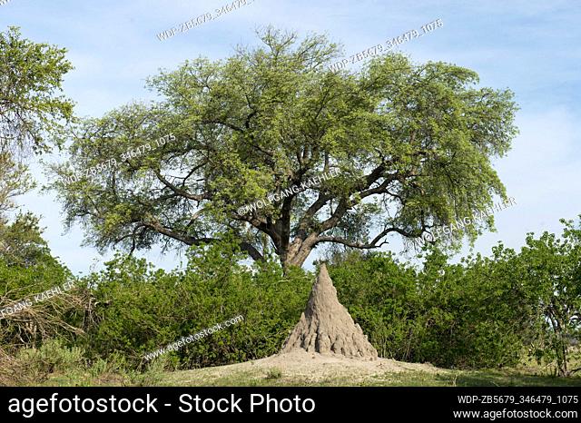 A termite mount in front of a Marula Tree (Sclerocarya birrea) in the Gomoti Plains area, a community run concession, on the edge of the Gomoti river system...