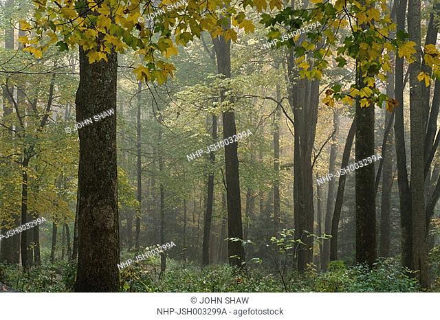 FOG IN WOODLAND Great Smoky Mountains National Park North Carolina, USA