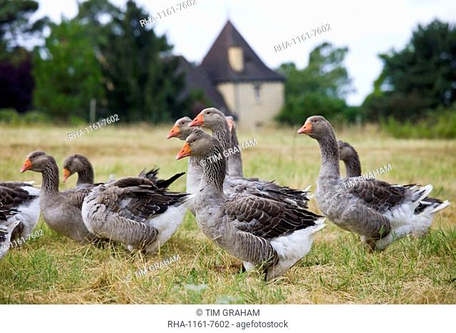 Flock of grey geese used for Foie Gras near Sarlat, Perigord region, Dordogne, France