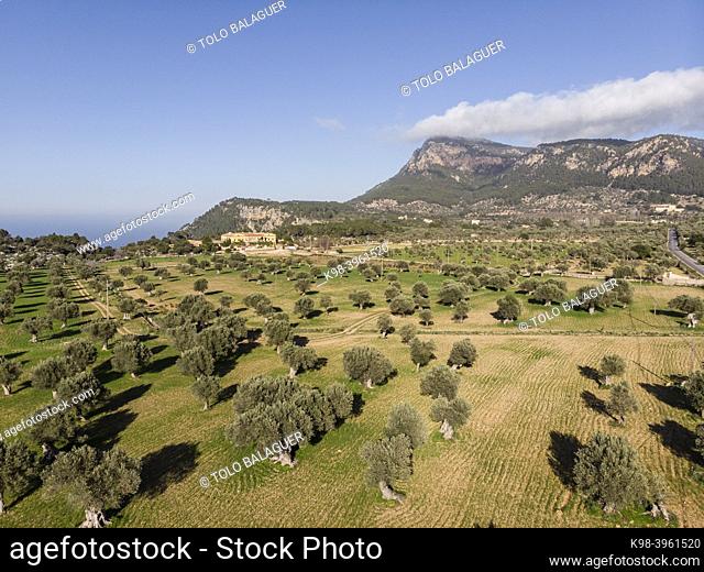 olive grove of Vistamar and Puig de Talaia Vella, Valldemossa, Mallorca, Balearic Islands, Spain